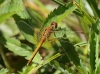 _18C4629 Sympetrum flaveolum male